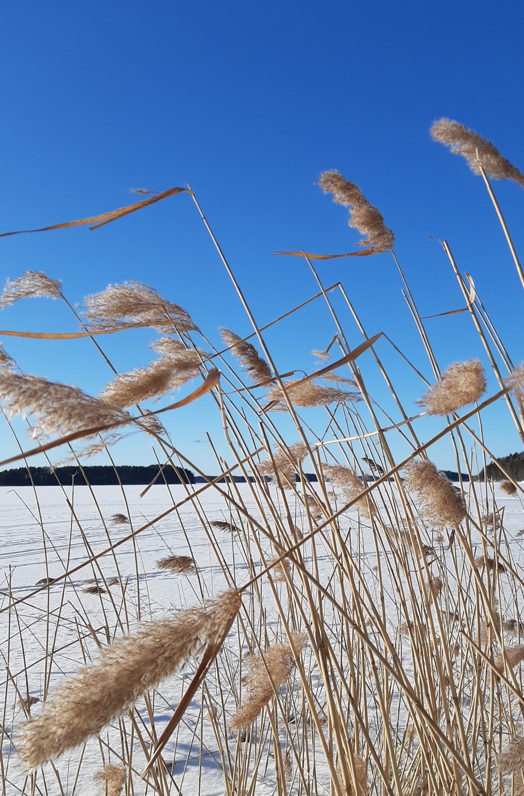 Opiston Arki Jatkuu Yhdessä – Ylläpidetään Opiskelurauhaa!