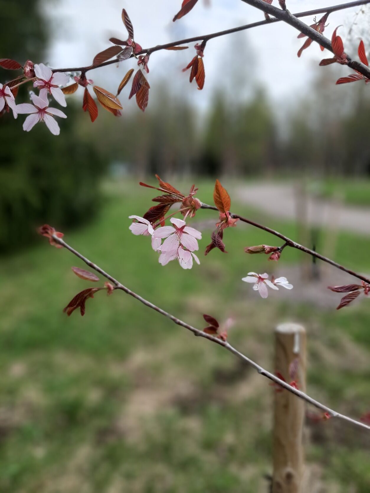 Korona-aikana Opiskelijoiden Tyytyväisyys EKKOon On Kasvanut