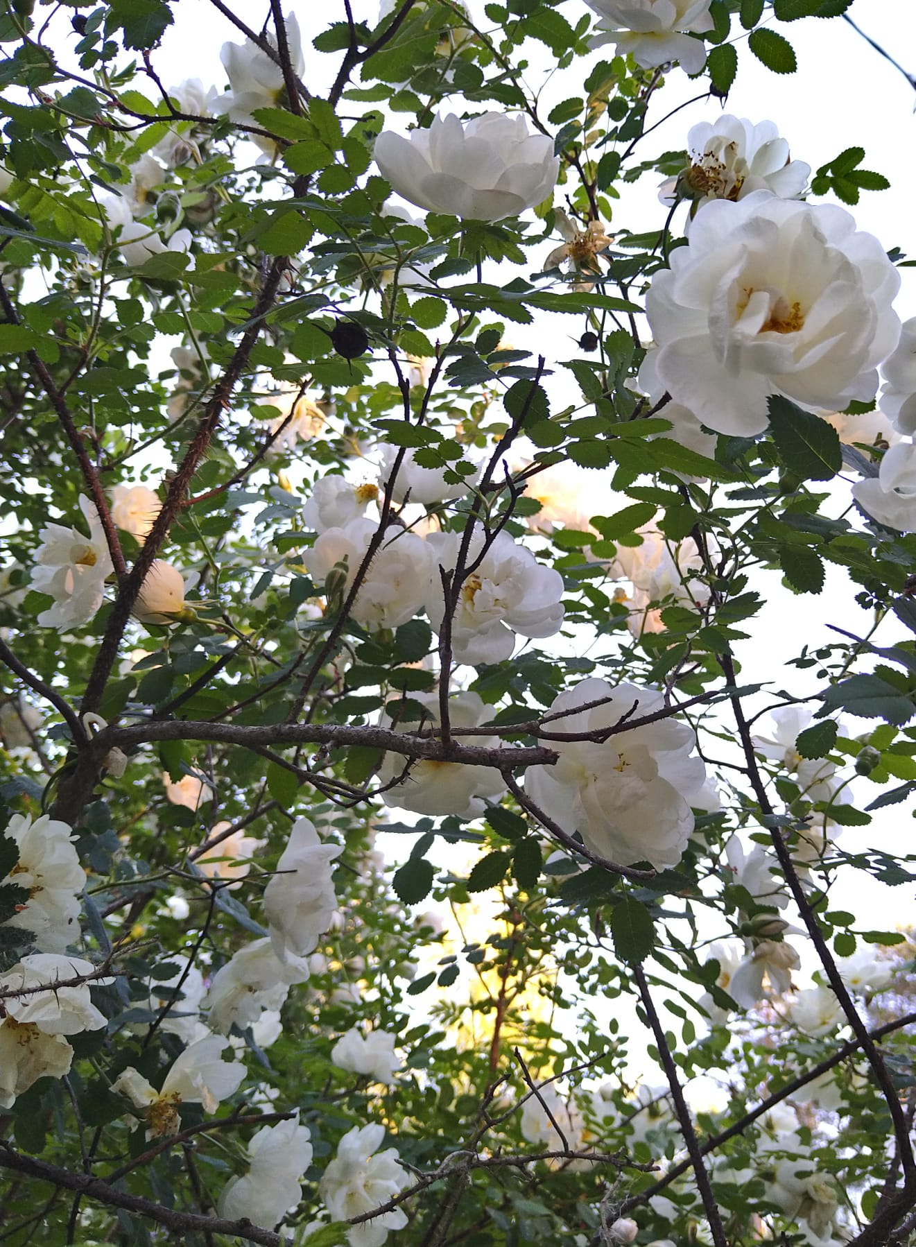 Opisto Kesälomalla 7.8. Saakka